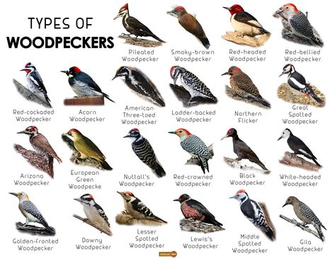 Woodpecker Facts, Types, Classification, Habitat, Diet, Adaptations Different Types Of Turtles, Animal Identification, Backyard Birds Watching, Types Of Birds, Bird Facts, Animals Information, Bird Identification, Bird Types, Woodpeckers