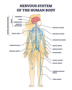 Back Nerves Anatomy, Human Nervous System Diagram, Nervous System Model, Nervous System Drawing, Nerve Plexus, Nerves System, Nervous System Projects, Human Body Nervous System, Nervous System Diagram