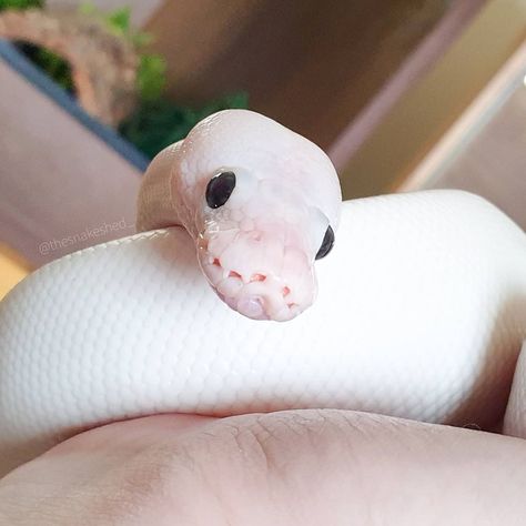 Albino Ball Python, Cute Snakes, Hognose Snake, Baby Snakes, Danger Noodles, Pretty Snakes, Ball Pythons, Dream's Cat, Cute Reptiles