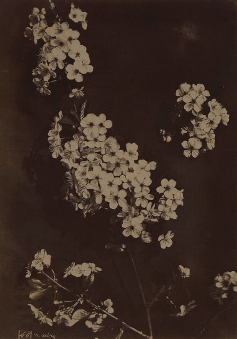 Charles Aubry - Flowers 1860s Cat Air, Dark Photography, Ethereal Art, Brown Aesthetic, Dark Aesthetic, Aesthetic Art, Drake, Aesthetic Pictures, Art Inspo