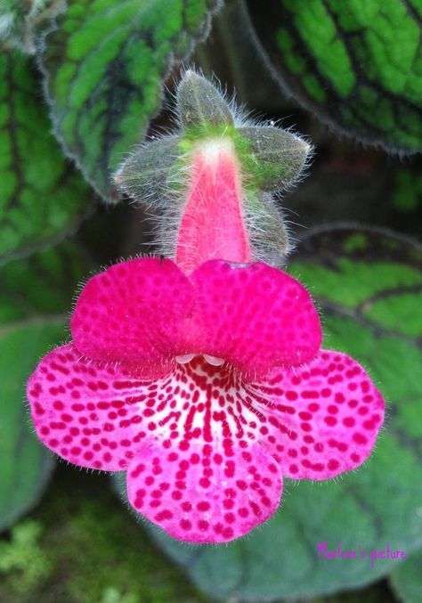 Fairchild Tropical Botanic Garden, Flowers Tropical, Edible Landscaping, Sakura Flower, Unusual Flowers, Rare Flowers, Tropical Flower, Botanic Garden, Exotic Plants