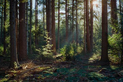 Kodak Portra 800: My Latest Crush In Film Photography - By Aukje - 35mmc Forest Film Photography, Portra 800, Underwater Images, Kodak Ektar, Nature Photography Tips, Life On Film, Lightning Storm, Underwater Photos, Shoot Film