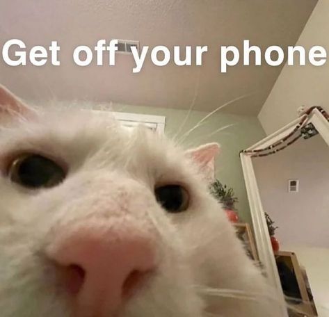 Response Photos, Cat Moods, Cute Cat Memes, Silly Cats Pictures, Funny Cat Memes, Funny Cat Pictures, Cute Memes, Funny Animal Memes, Wholesome Memes