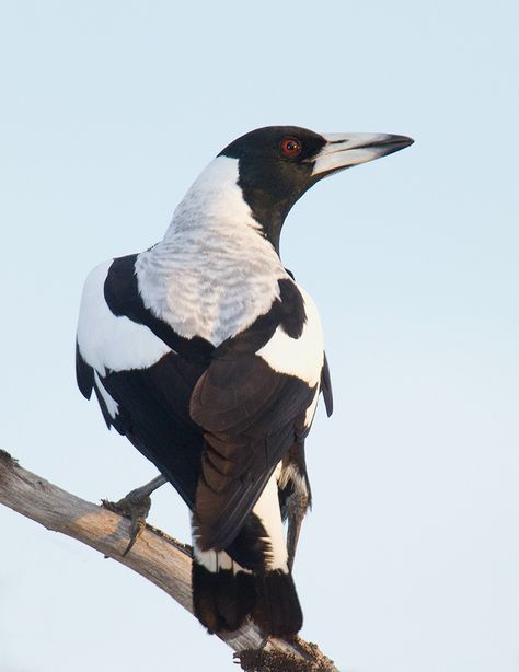 White-backed magpie a.k.a. Australian Magpie   (Gymnorhina tibicen) Australian Magpie, Magpie Art, Magpie Bird, Red Riding Hood Art, Birds In The Sky, Australia Animals, Outback Australia, Australian Wildlife, Most Beautiful Birds