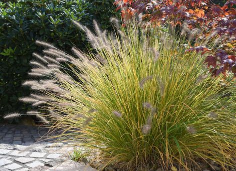 Fountain Grass - 50 Plants That Thrive in Any Yard Evergreen Vines, Perennial Grasses, Fountain Grass, Deer Resistant Plants, Creeping Jenny, Lavender Plant, Ornamental Plants, Pretty Plants, Ornamental Grasses