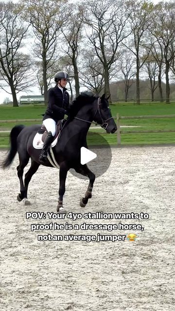 Wendy  Scholten Horses on Instagram: "It is show day for my young horses and so far… we survived 😂 4yo Pac-Man WS (Secret) was a bit impressed by all the horses and gave a show, followed by a beautiful round at 80cm level. Proud of how he handled his jumping debut. Soon you can see us in the dressage ring. 😍  #pacmanws #ditdoenpaarden #equestrian #twohearts #horses #kwpn #showjumping #wendyscholten #wendyscholtenhorses #knhsnederland" Kwpn Horse, Horses Jumping, Equestrian Jumping, Equestrian Dressage, Jumping Horse, Show Jumping Horses, Horse Info, Eventing Horses, Horse Dressage