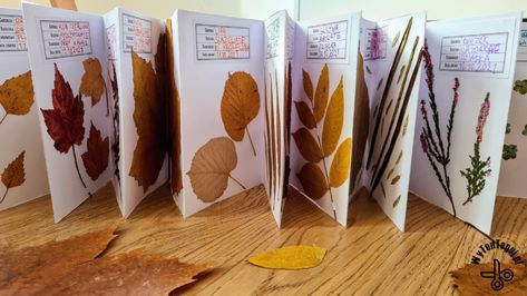 How to make a herbarium step by step - WyTenTeguj Montessori Diy, Plant Study, Traditional Books, Accordion Fold, School Garden, Forest School, Book Folding, Nature Kids, Nature Study