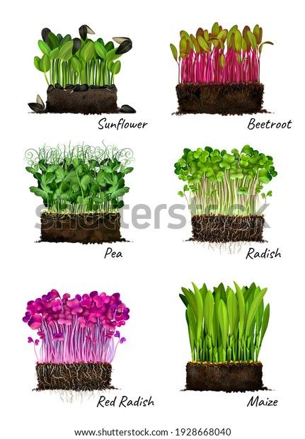 Microgreen Seed List, Soil Illustration, Sunflower Microgreens, Microgreens Garden, Peat Soil, Micro Herbs, Vegetable Packaging, Growing Sprouts, Micro Greens