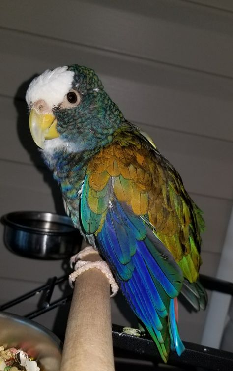 white capped Pionus White Capped Pionus Parrot, Pionus Parrot, Birds Parrots, Parrot Toys, Favorite Animals, Pet Bird, Kitty Kitty, Exotic Birds, Bird Toys