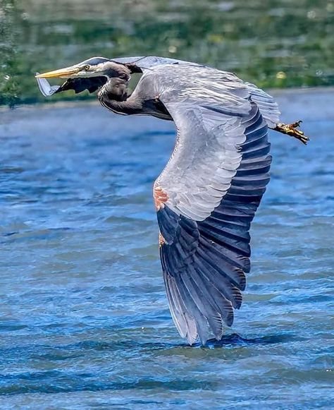 Blue Heron Flying, Great Blue Heron Illustration, Blue Heron In Flight, Grey Heron, Blue Heron, Photography Camera, Wild Birds, Bird Feathers, Great Photos