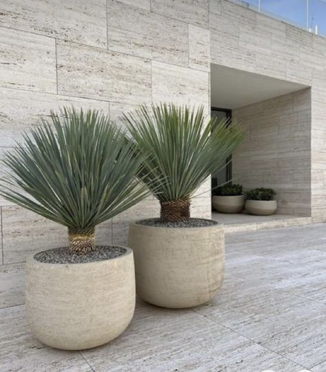 Mexico House, Potted Plants Outdoor, Mediterranean Plants, Modern Backyard, Outdoor Pots, Mediterranean Garden, Outdoor Gardens Design, Garden Designs, Large Planters