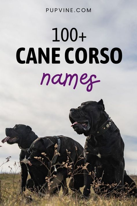 The best Cane Corso names are gathered here on our list. They're mighty, cool, empowering, and most importantly – unique! Pick yours! King Corso Dog, King Corso, Italian Cane Corso, Dogs Names List, Dog Breeding Business, Cane Corso Dog Breed, Dog Pfp, Cane Corso Italian Mastiff, Cane Corso Mastiff