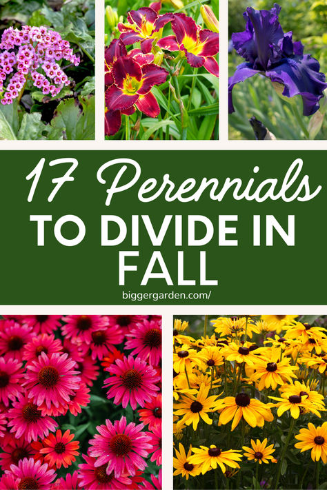 perennials to divide in fall 1 Self Seeding Perennials, Fall Planting Perennials, Garden Dividers, Cut Flower Farm, Best Perennials, Plant Help, Best Plants, Healthy Garden, Plants Garden