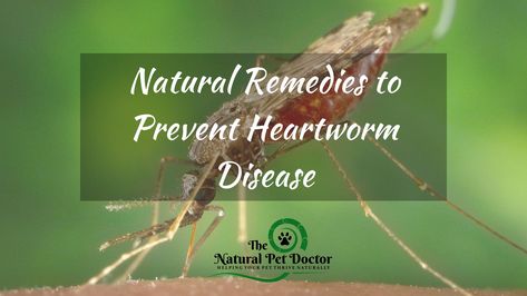 Natural Heartworm Prevention For Dogs & Cats - Holistic Vet Care Heartworm Prevention, Intestinal Parasites, Animal Doctor, Immune Health, Dogs And Cats, Pet Parent, Pet Health, Life Cycles, Dogs Cats