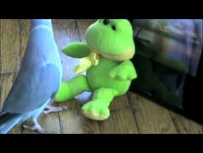 Ringneck Parrot, Dancing Birds, Beautiful Parrots, Indian Ringneck, Bird Videos, Birds Parrots, House Video, Conure Parrots, Funny Parrots