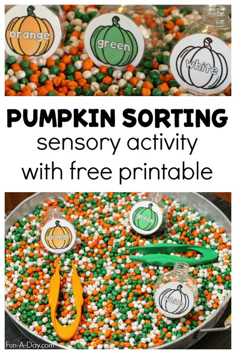 A fun sensory activity for preschoolers this fall - free printable included! As an added bonus, this activity also works fine motor skills and reinforces early math. #FunADay #fall #finemotor #pumpkintheme #kidsactivities Pumpkin Sensory Activities Preschool, Pumpkin Theme Sensory Bin, All About Me Preschool Theme Sensory Bin, Fall Sensory Ideas For Preschoolers, Fine Motor Pumpkin Activities, Harvest Theme Preschool Fine Motor, Preschool Fall Party Activities, Fine Motor Activities For Preschoolers Fall, Pumpkin Sensory Table