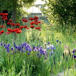 Great Companion Plants for your Siberian Irises Flowerbeds Ideas, Bulb Combinations, Pond Flowers, Iris Sibirica, Papaver Orientale, Deck Shade, Siberian Iris, Perennial Border, Front Deck