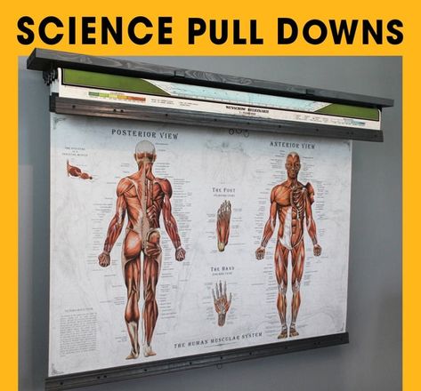 Modern Periodic Table, Human Muscular System, Hide Tv, Science Chart, Pull Down Map, Body Human, Star Science, Hidden Tv, Map Maker