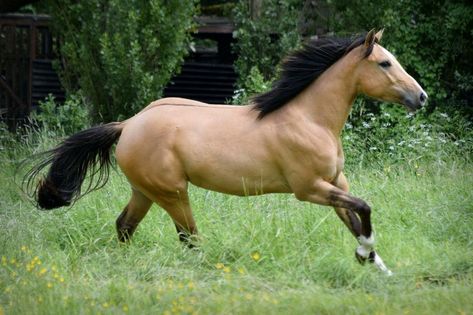 Bildhüsche, buckskin-dun-coloured Quarter Horse mare - This Quarter Horse mare is an absolute eye-catcher. Born in 2021, with a height of 150 cm. Rose is a very talented mare with Go, ... | Caballo-ID: HA056501 Buckskin Quarter Horse, Horse Buckskin, Quarter Horse Mare, Quarter Horses For Sale, Ranch Riding, Horse For Sale, Types Of Horses, American Quarter Horse, Western Riding