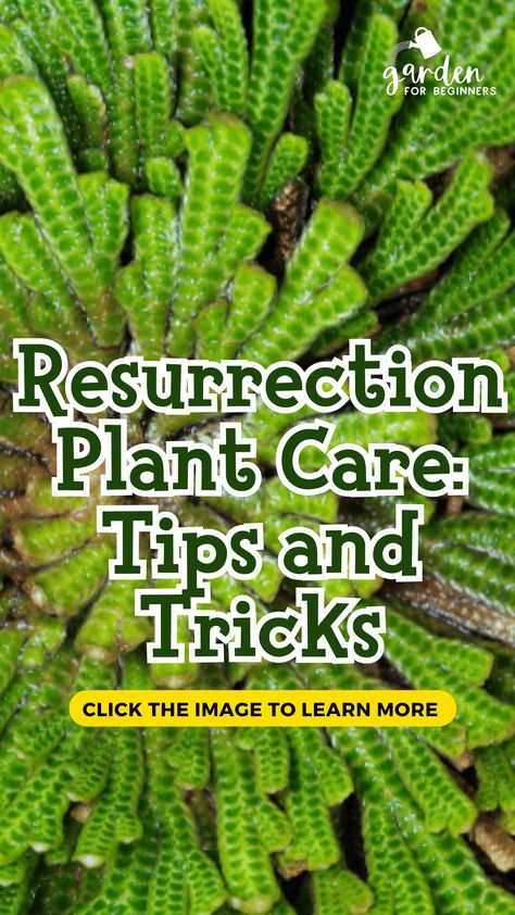 Resurrection plants, also known as Rose of Jericho, are unique and fascinating plants that can survive for years without water. These plants are native to the Chihuahuan Desert and have adapted to survive in harsh conditions. Although they can be challenging to care for, with the right knowledge and techniques, anyone can grow and maintain a healthy resurrection plant. Resurrection Plant Care, Rose Of Jericho Plant Display, Jericho Rose, Chihuahuan Desert, Resurrection Plant, Rose Of Jericho, Garden For Beginners, Plant Care Tips, Thriving Garden