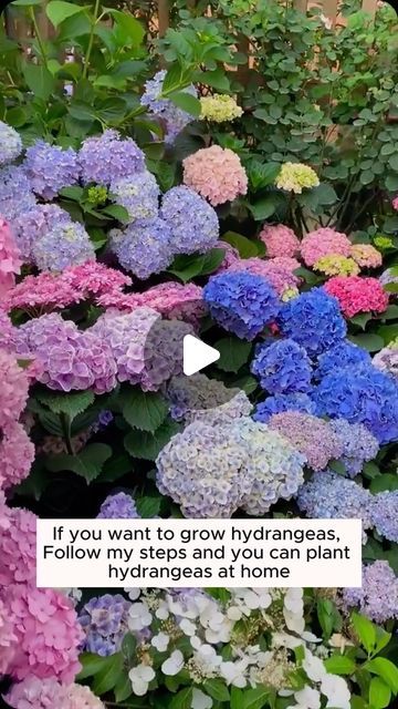 What To Plant With Hydrangeas, Hortensia Garden, Prune Hydrangeas, When To Prune Hydrangeas, Hydrangea Landscaping, Garden Hacks Diy, Hydrangea Varieties, Pallet Projects Garden, Backyard Garden Diy