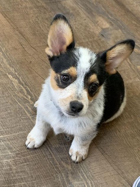 Cowboy Corgi: The Complete Guide Cowboy Corgi, Corgi Puppies For Sale, Corgi Puppies, Aussie Puppies, Cuddle Buddy, Corgi Puppy, The Cowboy, Corgi Dog, Welsh Corgi