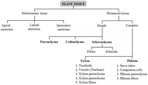 Plant Tissue Biology Notes, Cell Parts And Functions, Tissue Biology, Plant Tissue Culture, Biology Plants, Plant Biology, Learn Biology, Cell Parts, Plant Physiology