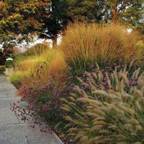 Great Combinations with Ornamental Grasses - FineGardening Tall Verbena, Tall Grass Landscaping, Tall Perennials, Molinia Caerulea, Ornamental Grass Landscape, Little Bluestem, Pennisetum Alopecuroides, Panicum Virgatum, Tall Ornamental Grasses