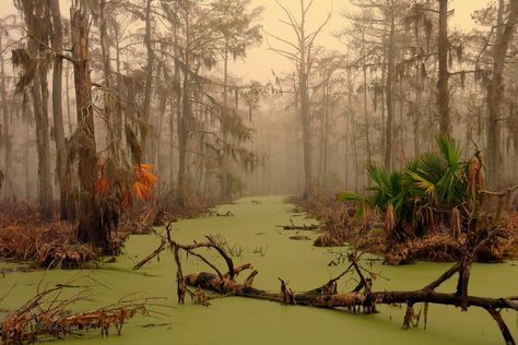 Dagobah, Louisiana. Moss Growing, Louisiana Swamp, Swamp Tours, Eerie Places, Louisiana Bayou, Terra Santa, Scary Places, Theme Halloween, Narnia