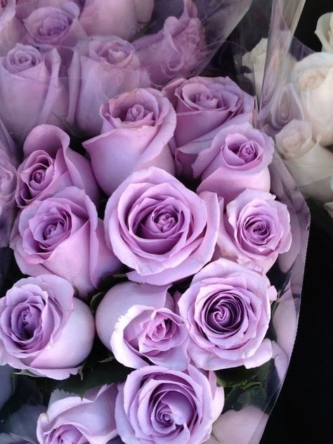 Lovely Lavender, Lavender Roses, Flowers Wallpaper, All Things Purple, Beautiful Rose Flowers, Love Rose, Purple Aesthetic, Purple Roses, Beautiful Blooms