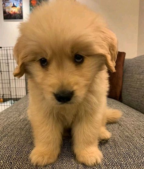 Golden Retriever Eyes, Puppy Retriever, Cutest Puppy Ever, Cute Dog Photos, Animals Dogs, Very Cute Dogs, Golden Retriever Puppy, Puppy Eyes, Puppy Adoption