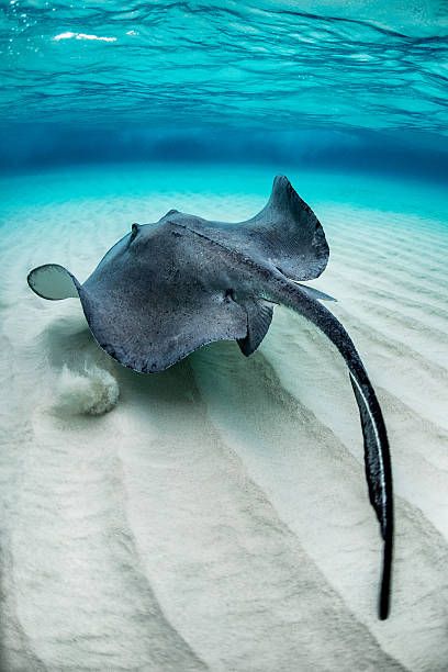 Manta Ray Photo, Sting Ray Photography, Sting Ray Aesthetic, Manta Ray Photography, Stingray Photography, Sting Ray Drawings, Stingray Photo, Sting Ray Art, Sting Ray Tattoo