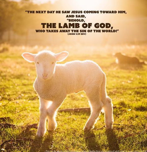 Christ the Lamb. Referring to someone as a sacrificial lamb means blaming an individual for something they didn’t do to protect someone else. Jesus willingly took on the role for us. Passover Lamb, Website Photos, Jesus Artwork, Cute Lamb, Baby Sheep, Gentle Baby, 8k Wallpaper, Focus Photography, Rural Life