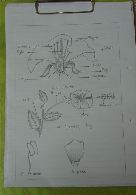 Drawing of malvaceae flowering parts for biology practical:) Flower Biology Drawing, Biology Sketches, Biology Drawing Ideas, Flower Biology, Biology Practical, Human Eye Diagram, Eye Diagram, Biology Drawing, Bio Notes