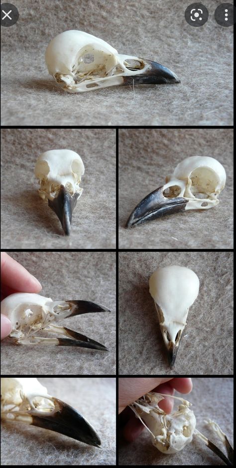 Crow Anatomy, Magpie Skull, Crow Beak, Bird Skull Tattoo, Bird Skeleton, Crows Drawing, Bird Bones, Skull Reference, Arte Monster High