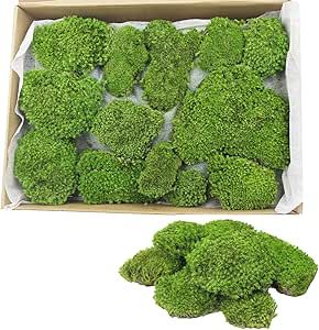 FAICOIA Preserved Moss Bulk Green Natural Preserved Pole Moss Pillow for Potted Plants 2.5 sq.ft Green Moss Balls for Bowls Wall Art Terrariums Crafts Fairy Gardens Easter Table Decor Easter Table Decor, Moss Decor, Moss Balls, Moss Art, Preserved Moss, Easter Table Decorations, House Remodel, Fairy Gardens, Easter Table