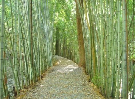 2. Wilderness Park - Prattville Zen Place, Alabama Vacation, Alabama Travel, Hiking Spots, Hidden Places, Nature Walk, Natural Bridge, Bamboo Forest, Roadside Attractions