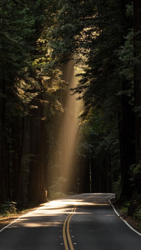 Wood Forest, Wallpaper Image, Nature Green, Alam Yang Indah, Photo Images, Nature Wallpaper, Digital Photography, Nature Beauty, Beautiful World