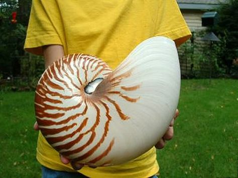 nautilus shell wow Nautalis Shell, Dragon Fossil, Seashell Identification, Chambered Nautilus, Beautiful Shells, Big Shell, Shells And Sand, Seaside Decor, Life Aquatic