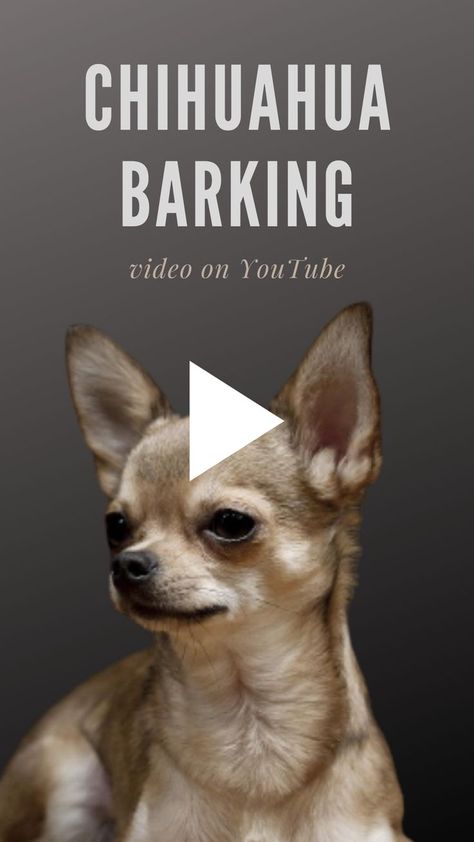 Chihuahua Dogs Funny, Dog Teeth Care, Dog Barking Video, Chihuahua Videos, Dog Barking Sound, Chihuahua Breeds, Teacup Chihuahua Puppies, Puppy Barking, Cute Teacup Puppies