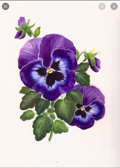 Watercolor Pansies, Watercolor Flowers Tutorial, Oil Pastel Art, Loose Watercolor, Pansies Flowers, Watercolor Flower Art, Watercolor Flowers Paintings, Color Pencil Art, Botanical Drawings