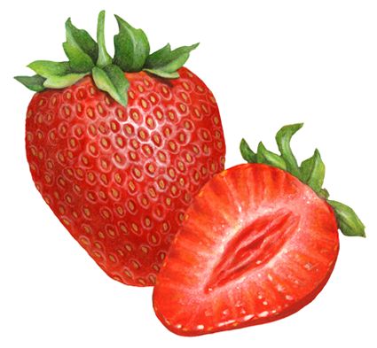 Fruit illustration of a whole strawberry and a sliced strawberry half. Half Strawberry Drawing, Strawberry Reference, Strawberries Drawing, Strawberries Photography, Strawberries Shortcake, Strawberries Desserts, Strawberries Illustration, Aesthetic Strawberries, Sliced Strawberry