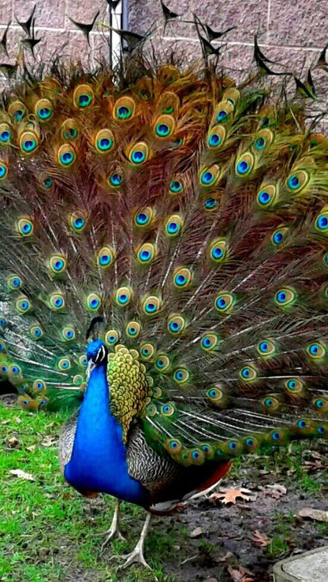 Como Plantar Pitaya, Indian Peacock, Turkey Bird, Peacock Images, Peacock Photos, Peacock Pictures, Bird Photos, Peacock Art, Peacock Bird