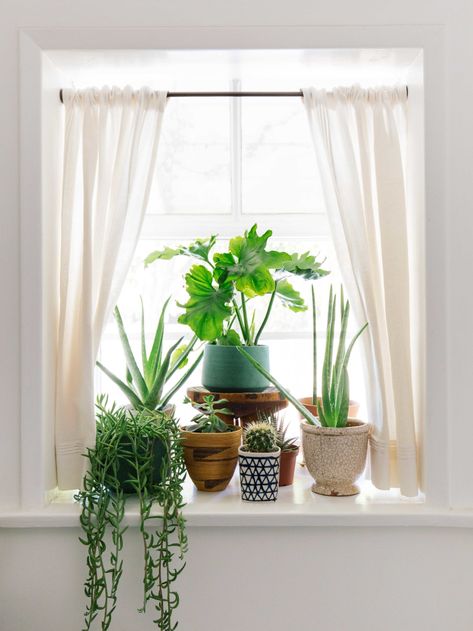 Plant Window Sill, Window Sill Plants, Houseplants Decor, Window Sill Decor, Plant Window, Window Plants, Bohemian Garden, House Plants Decor, Home Decor Tips