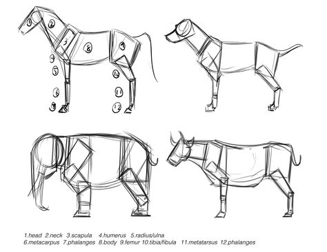 Concept Design Academy: "Animal Anatomy" with Jonathan Kuo~!! Drawing Portfolio, Animal Tutorial, Learning Art, Anatomy References, Animals Drawing, Horse Anatomy, Draw Animals, Drawing Lesson, Animal Anatomy