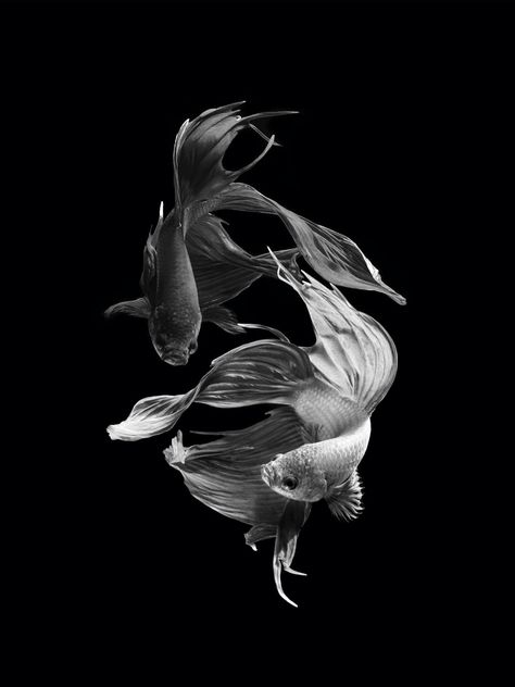 Dancing, Fish, Black And White, Water, White, Black