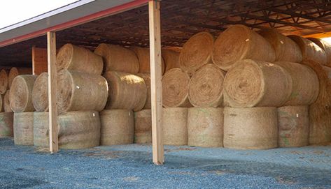 Let’s get beyond the discussion whether storing hay in a barn versus outside on the ground is a paying proposition. It is.Instead, let’s focus on building the right hay barn for your needs. That w,Hay Cattle Barn Designs, Cattle Feeder, Livestock Barn, Hay Storage, Hay Loft, Cattle Barn, Barn Apartment, Hay Barn, Barn Storage