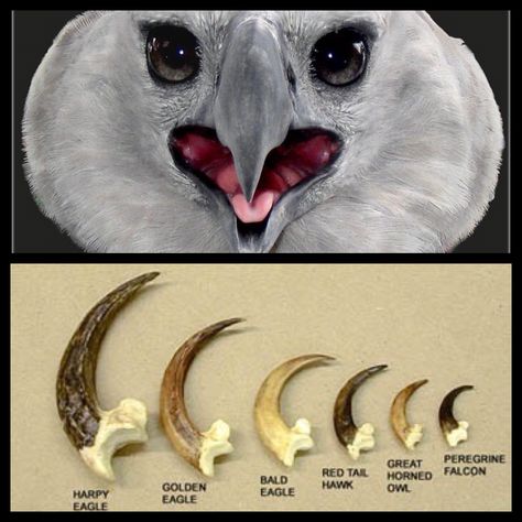 The harpy eagle is a badass birdy! This photo shows the size differences between most well-known bird of prey's' claws compared to the harpy. In comparison they are dwarfed. The adult harpy eagle has talons longer than an adult grizzly bear, At 5 inches ( 13 centimetres ) long Dnd Aarakocra, Eagle Harpy, Owl Talons, Mask Project, Harpy Eagle, Animal Inspiration, Eagle Wings, Animal Anatomy, Eagle Eye