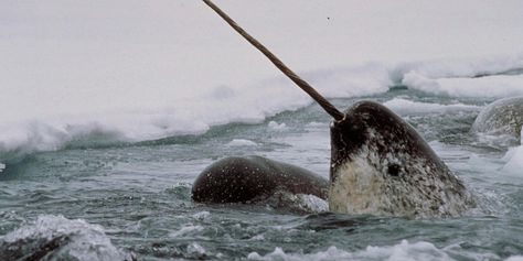 Narwhal: Revealing an Arctic Legend | Smithsonian National Museum of Natural History Narwhal Pictures, The Blue Planet, Canine Tooth, Beluga Whale, Arctic Ocean, Grey Horse, Arctic Animals, Bare Bears, We Bare Bears