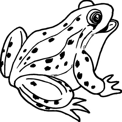 awesome Amphibian Happy Frog Coloring Page American Green Tree Frog, Frog Outline, Frog Coloring, Rainforest Birds, Fish Outline, Pictures To Color, Frog Coloring Pages, Red Eyed Tree Frog, Frog Pictures